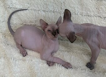 Kanadský sphynx