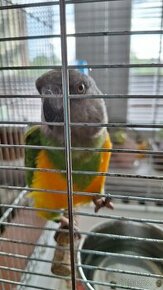 Prodej dokrmeny papousek senegalský