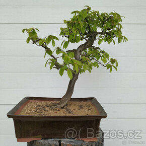 36-ti letá bonsaj - Habr obecný (Carpinus betulus)