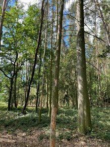 Prodám lesní pozemek na k.ú. Hlohovčice