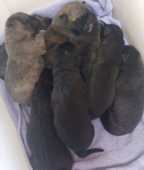 Štěňátka Cane Corso