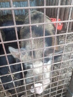 Kune kune - 1