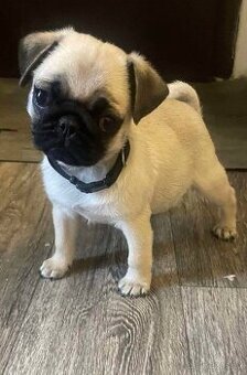 Mops - štěně