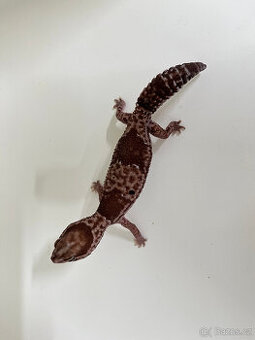 Gekončík africký (Hemitheconyx caudicinctus)