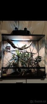 Terárium + Chameleon