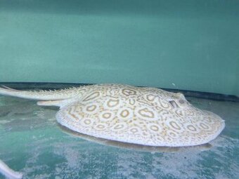 Potamotrygon sp.Golden Lucy - 1
