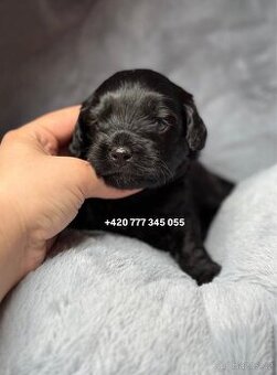 Maltipoo F1 Black Merci male / boy ‼️500€