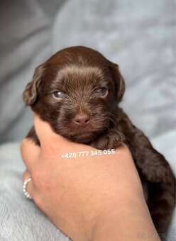 Maltipoo F1 Chocolate, 2,5 měsíce male boy