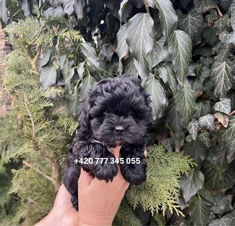Maltipoo F1 Chocolate male / boy
