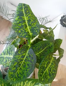 Dieffenbachia Reflector