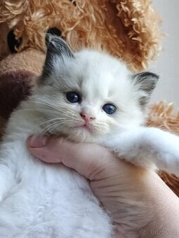 Ragdoll koťátka s PP