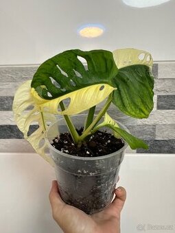 Monstera Adansonii Japanese Tricolor
