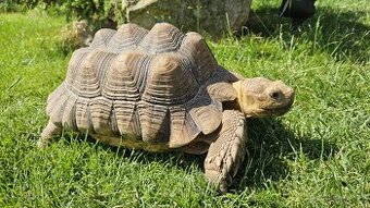 Želva ostruhatá(Geochelone Sulcata)samec 28.5 cm plastron