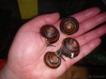Šneci Caracolus sagemon
