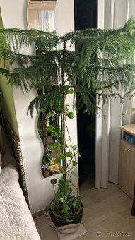 Blahočet ztepilý (pokojová jedle) 160cm vysoká