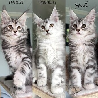 🩷Kočka s PP Maine Coon Mainská myvalí