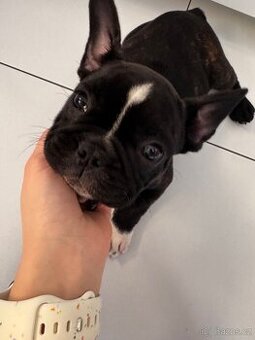 Francouzský buldoček bez PO