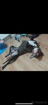 🐾JACK HLEDÁ NOVÝ DOMOV🐾