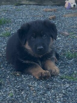 Německý ovčák štěně - 1