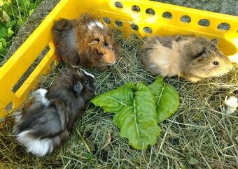 Morče "Anglický rex" čili "rozeta" zdarma: