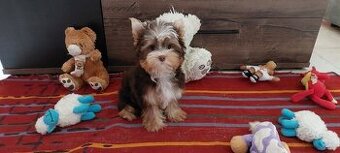 Jorkšírský teriér