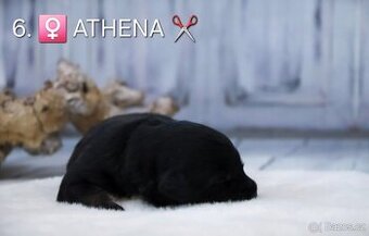 Miniaturní americký ovčák