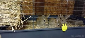 Prodám zakrslé králíky