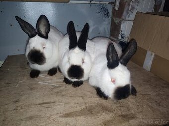 Kalifornský černý - čistokrevné samice a samci, očkováno