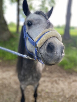 Pony KHV 134 cm (kat.A) 8 letý