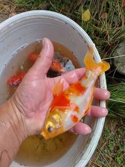 Prodám různé karásky - 1