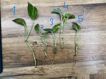 Epipremnum aureum. - zakořeněné řízky