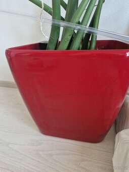 Lechuza květináč a Zamiokulkas