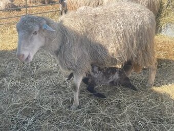 Prodej stáda ovcí – Šumavská ovce s PP