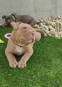 American Bully Pocket s PP