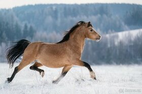 Připouštění welsh mountain pony