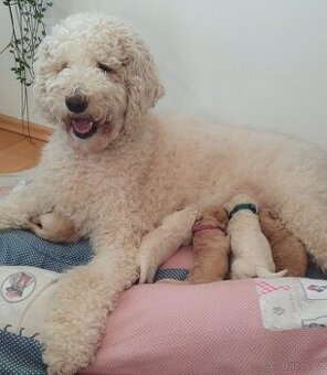 Labradoodle/pudl královský bílý
