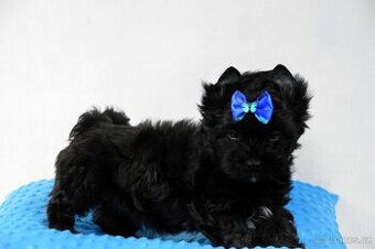 yorkshire terrier black s PP