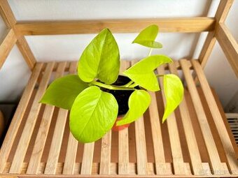 Epiprrmnum aureum Neon Šplhavnice - 1