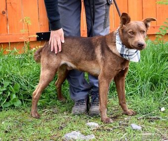 MATÝSEK K ADOPCI - 1 ROK, ODDANÝ,NĚŽNÝ,MILÝ,HODNÝ - 1