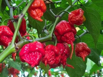 Sazenice chilli různých druhů