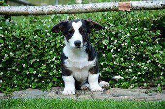Welsh corgi cardigan - 1