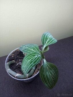 Ludisia discolor var. alba - 1