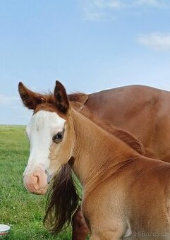 Klisna Quarter horse 6P N/N
