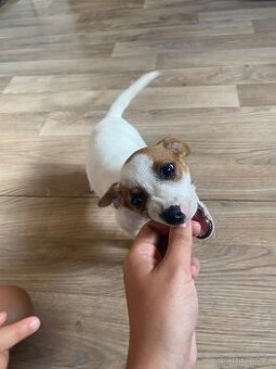 Jack russel teriér