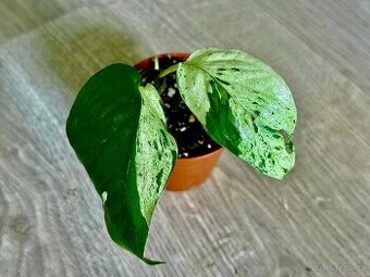 Epipremnum Pinnatum Marble