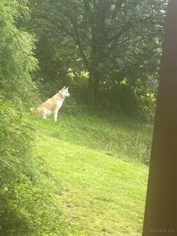 Poptávání krytí Akita Inu