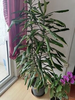 Dracena