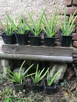 Léčiva Aloe Vera