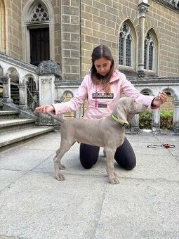 Výmarský ohař krátkosrstý -štěně pes