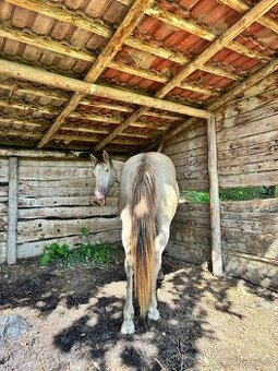 HLEDAM USTÁJENÍ 24/7